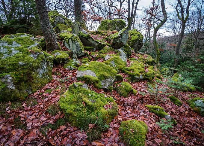 Winter forest