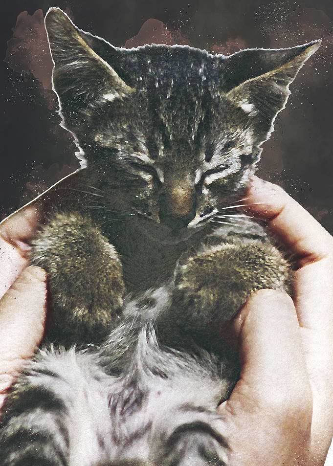 cute cat poster