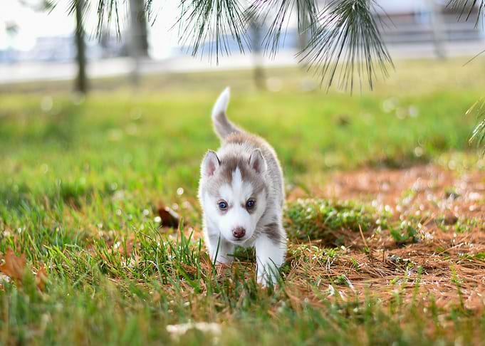 white animal run dog