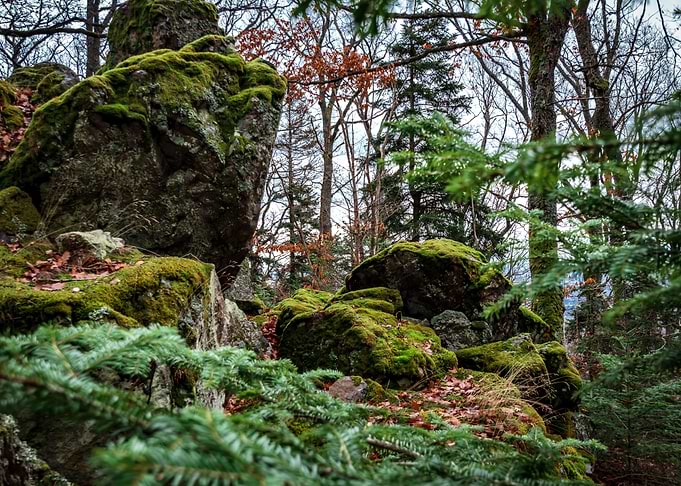 Winter forest