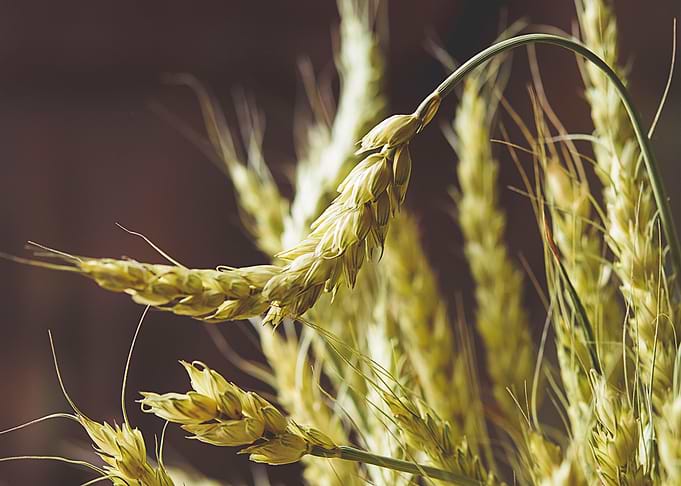 wheat