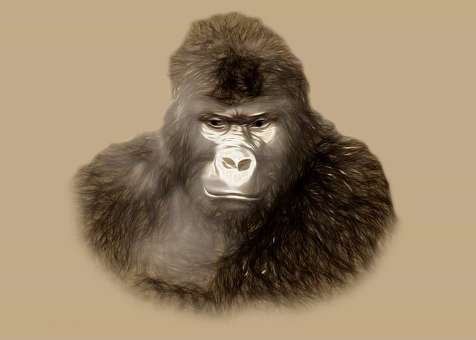 Gorilla portrait