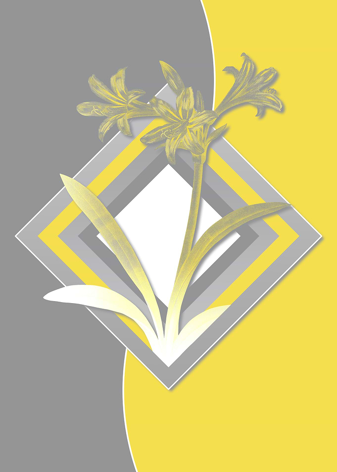 Grey and Yellow Amaryllis
