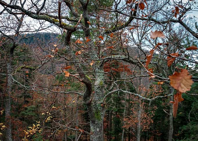 Winter forest
