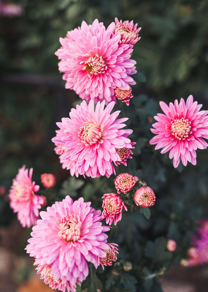 beatiful the chrysanthemum