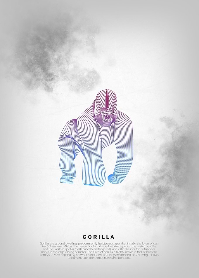 Gorilla