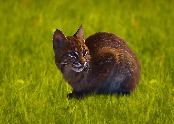 Bobcat