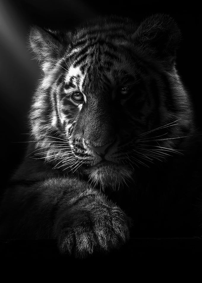 drem babye tiger face 1