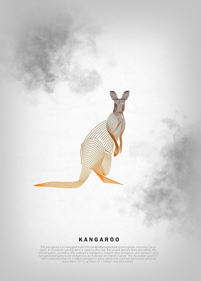 Kangaroo