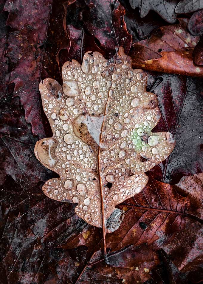 A fallen oak leaf