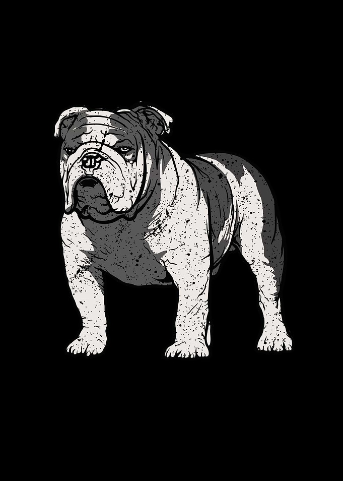 English Bulldog