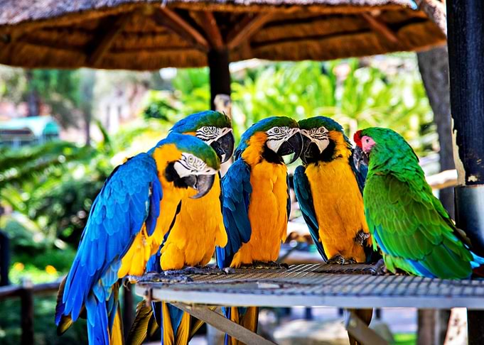 Five Parrots