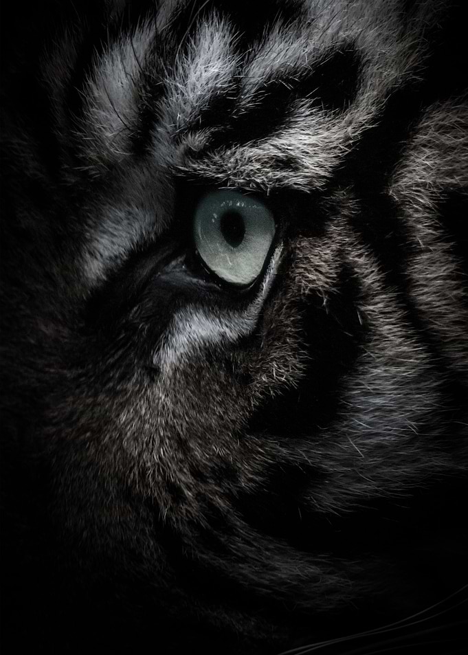 Tiger Head Eye