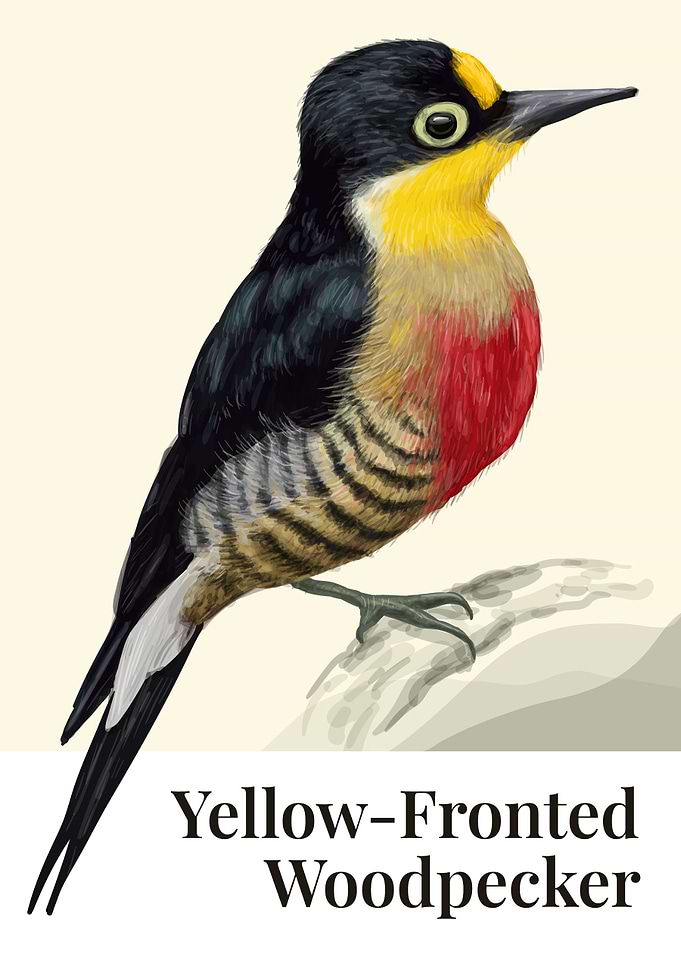 Yellow Fronted Woodpecker