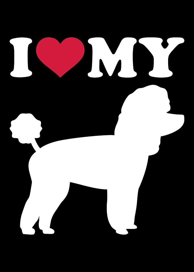Toy Poodle