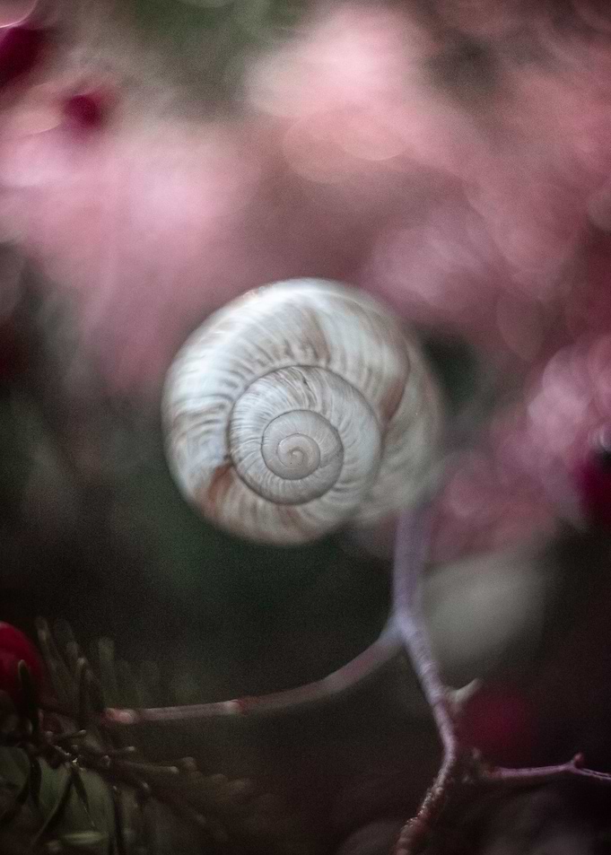 shell3