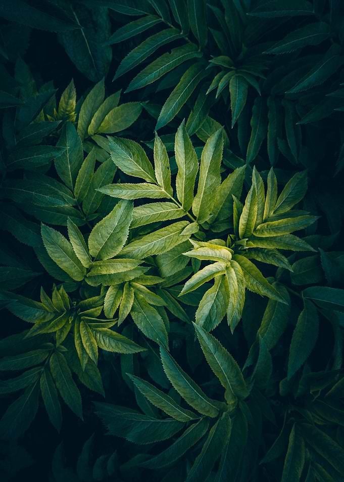 green colorful plant