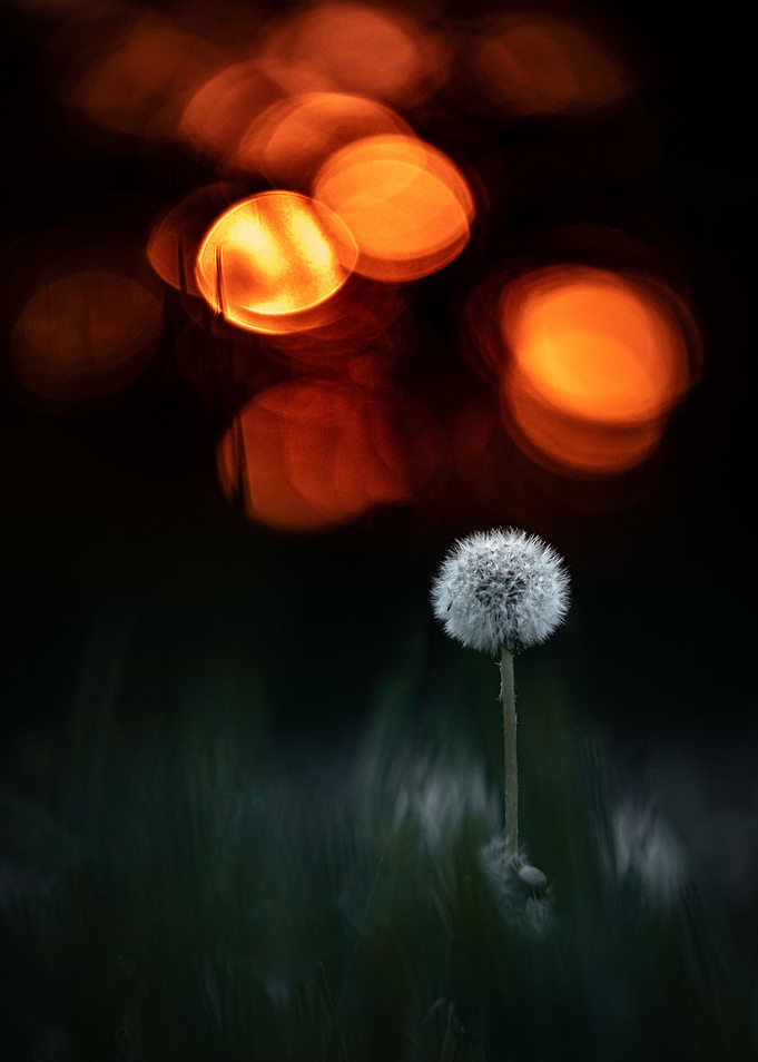 Golden dandelion
