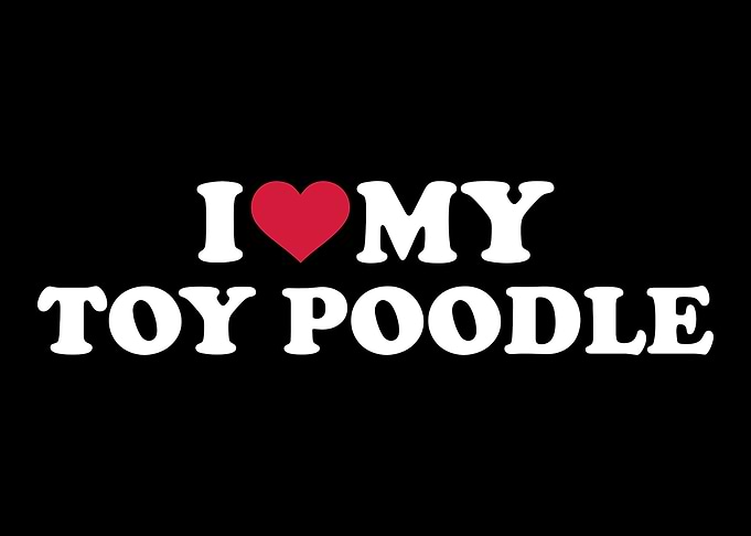 Toy Poodle