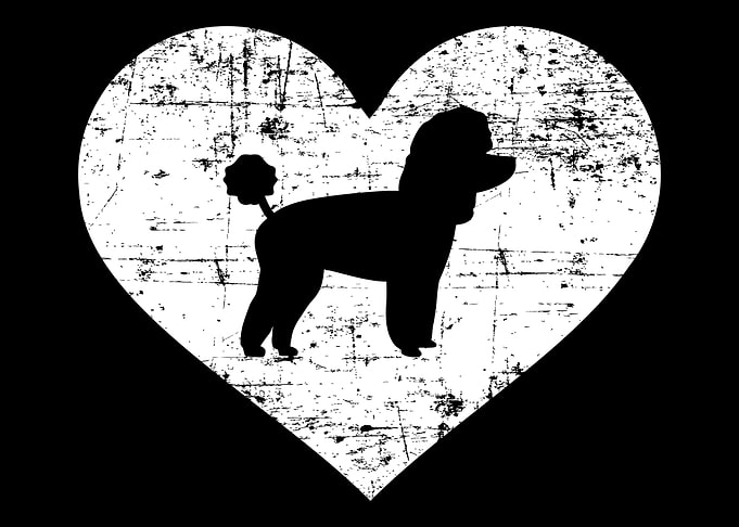 Toy Poodle