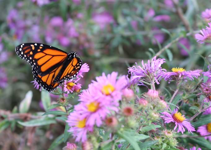 Butterfly Toronto Moarch