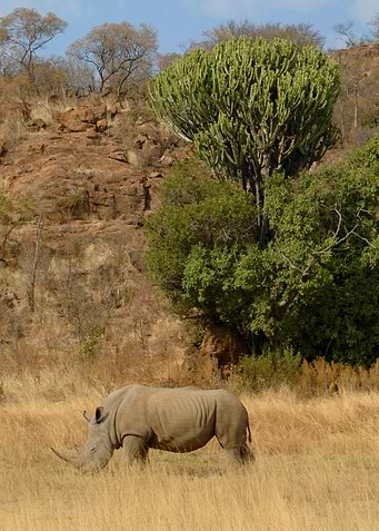 Rhino in South Africa