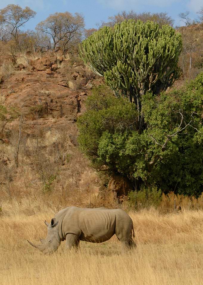 Rhino in South Africa