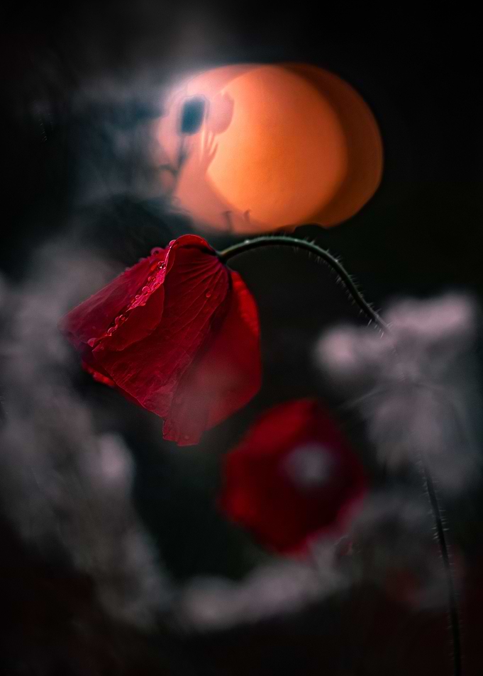 Poppy sunset