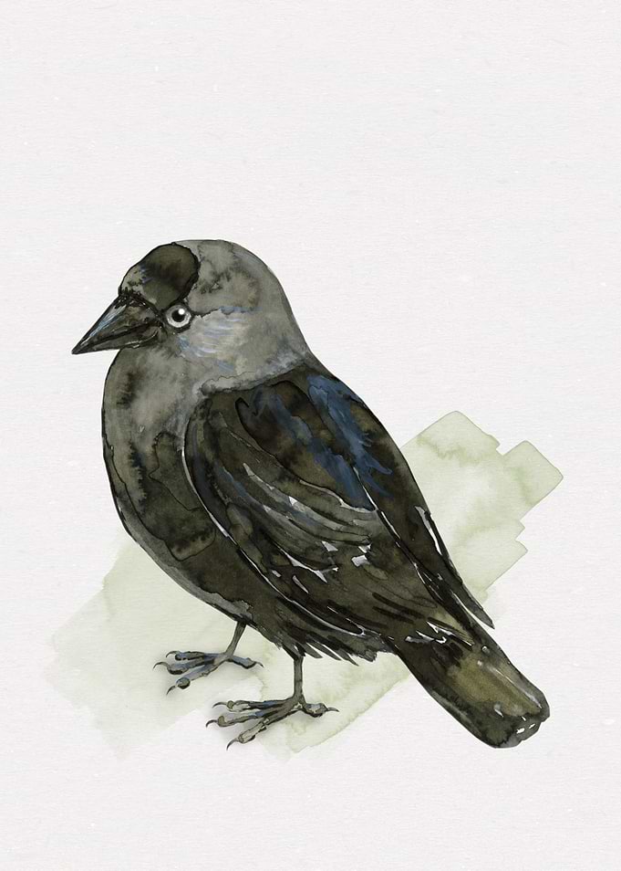 Cute jackdaw