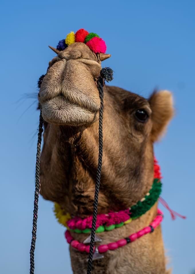 Camel portrait 2