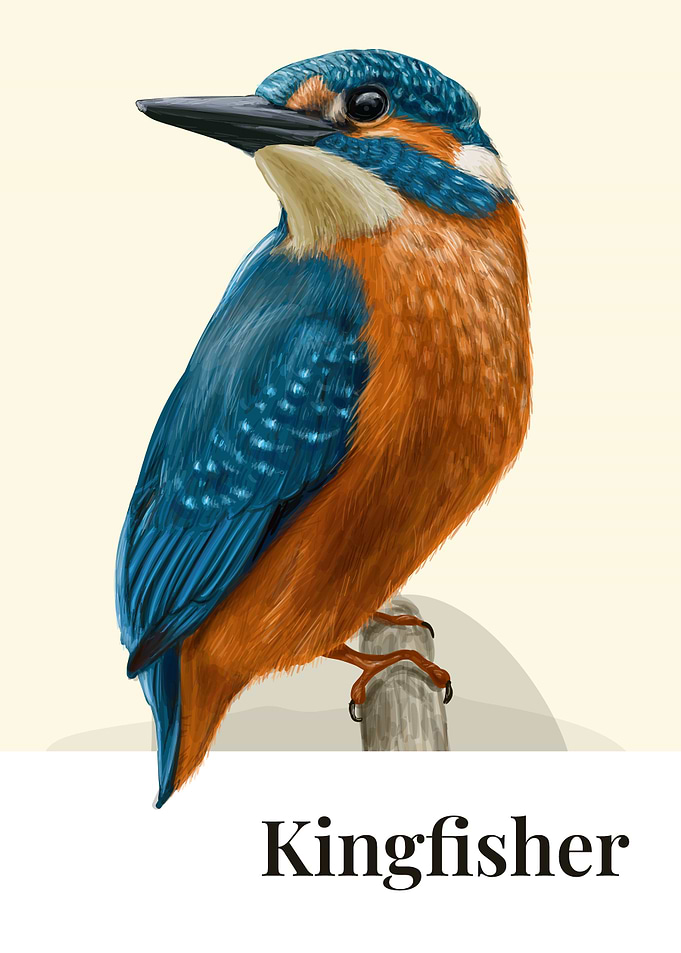 Kingfisher Bird