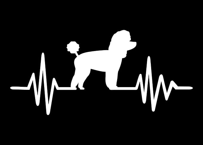Toy Poodle