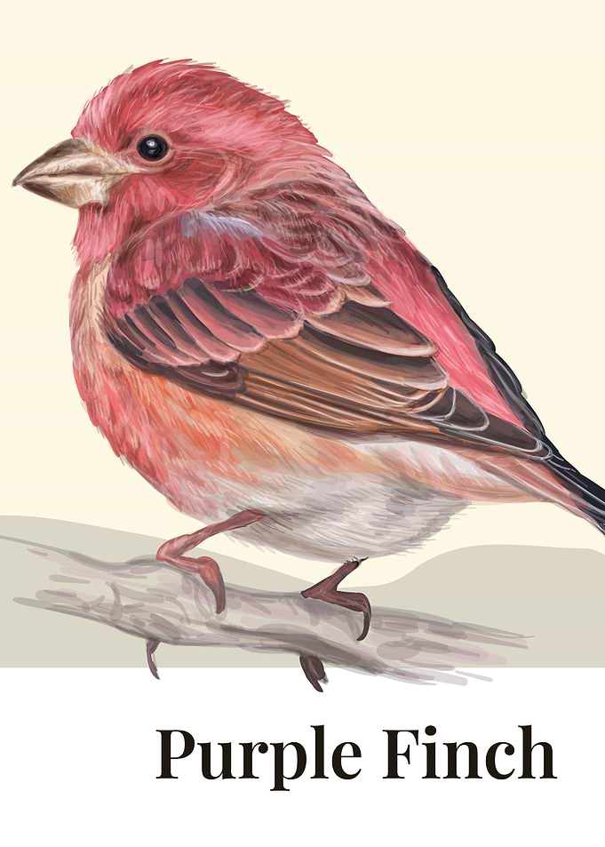 Purple Finch Bird