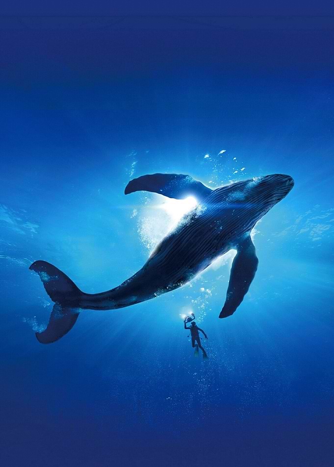 Whales