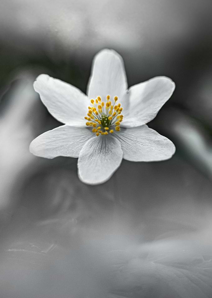 White star