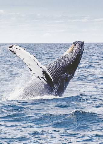 Whales