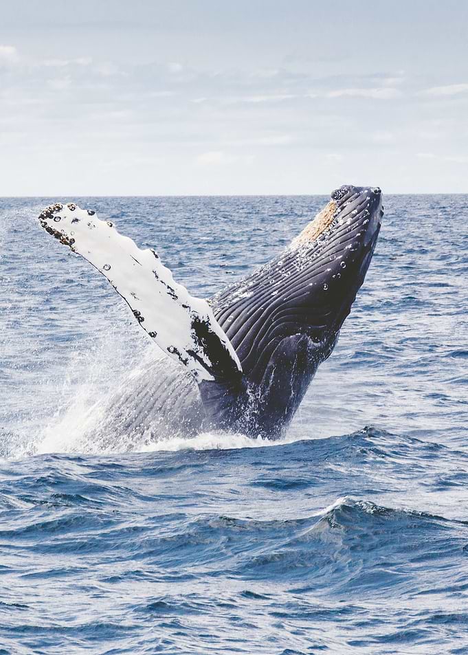 Whales