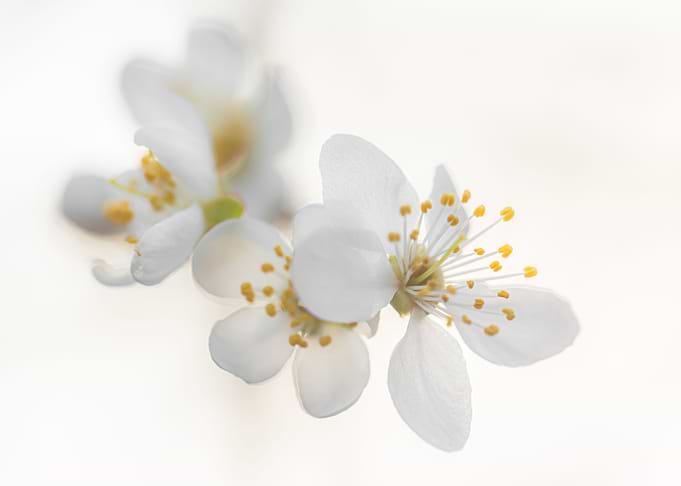 The Spring