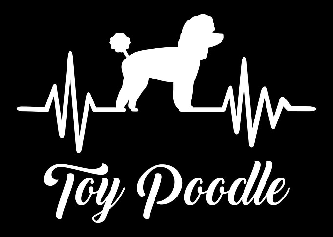 Toy Poodle