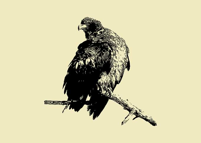 Eagle