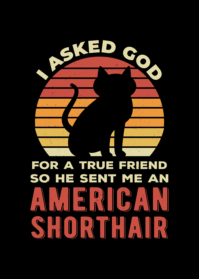 Funny American Shorthair