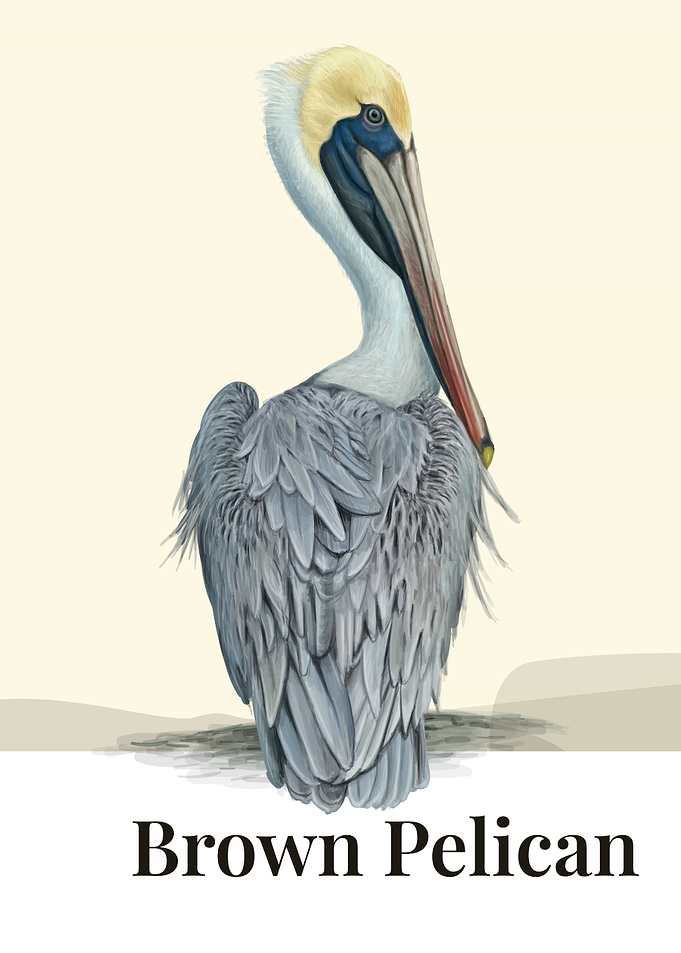 Brown Pelican Bird
