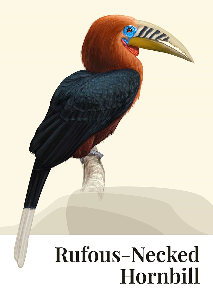 Rufous Hornbill Bird