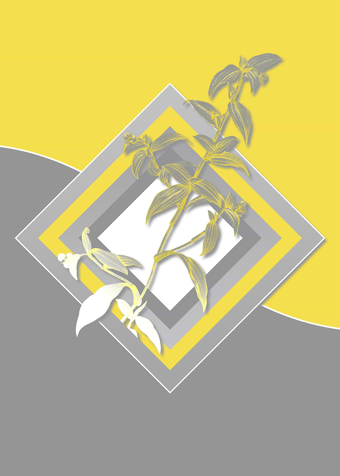 Gray and Yellow Dayflower