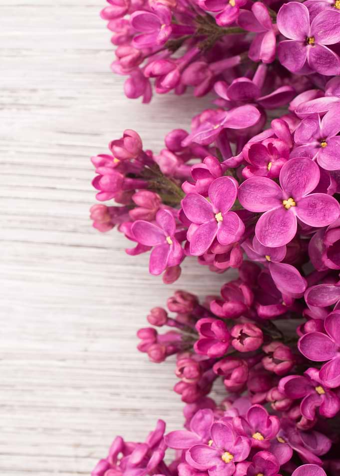 purple lilac