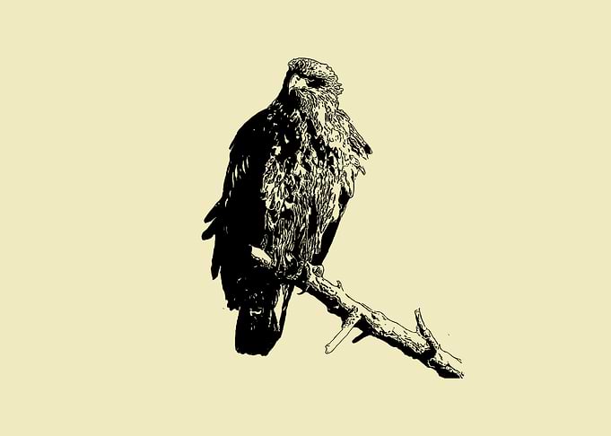 Eagle 3