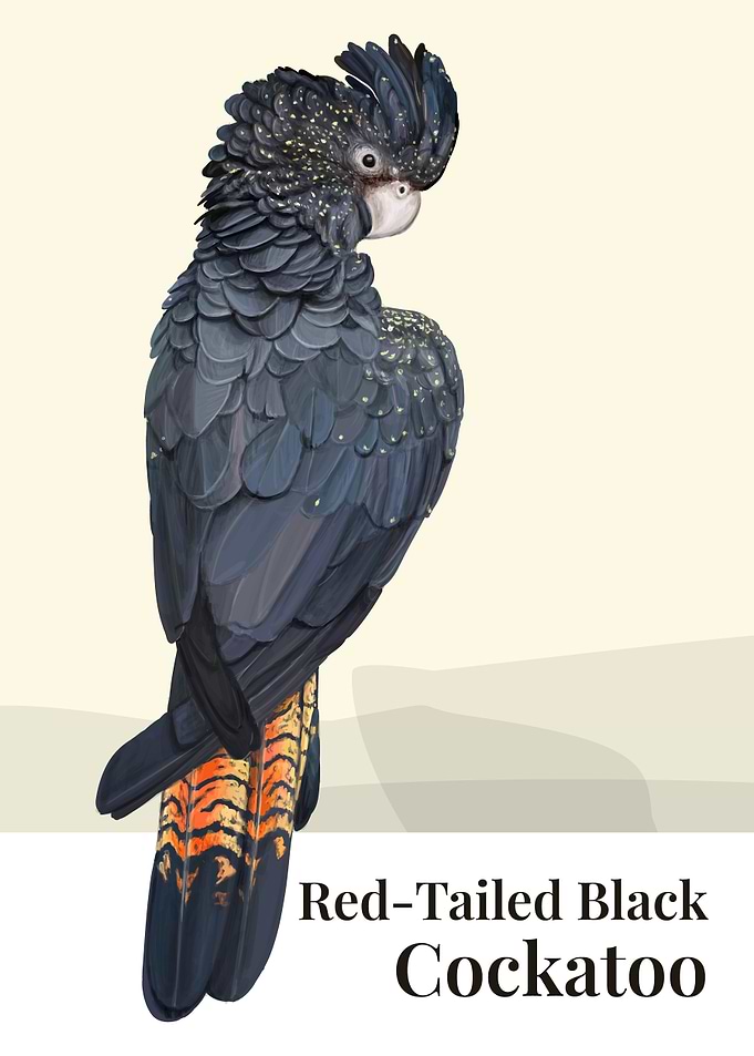 Red Tailed Black Cockatoo