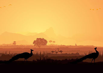 Silhouette Landscapes