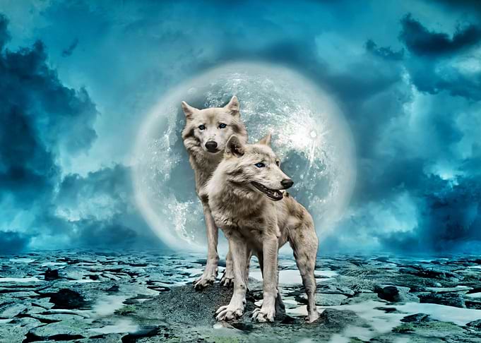 Wolves And Space