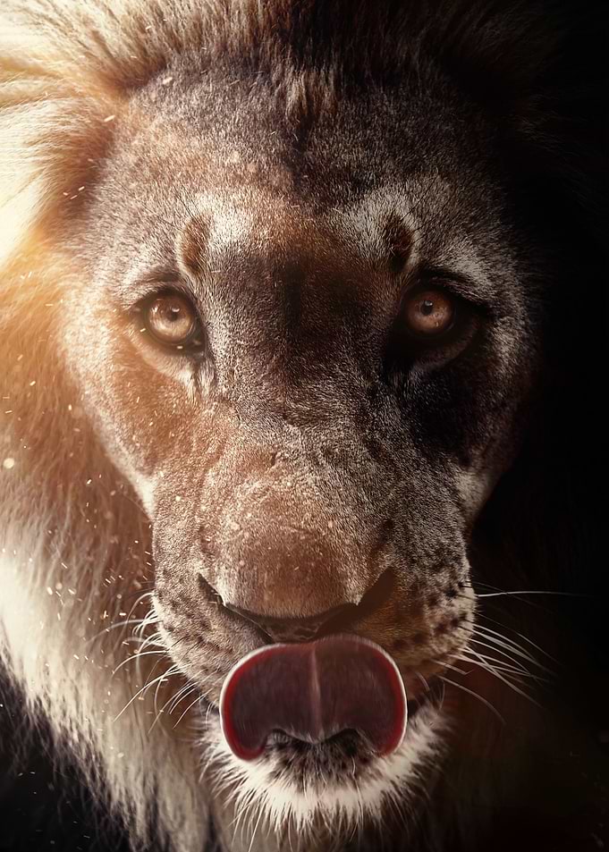 aggression lion king art